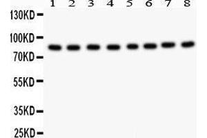 Western Blotting (WB) image for anti-B-Raf proto-oncogene, serine/threonine kinase (BRAF) (AA 38-230) antibody (ABIN3043761) (BRAF Antikörper  (AA 38-230))