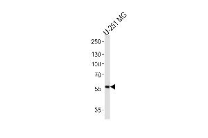 Western blot analysis of lysate from U-251 MG cell line, using PHF17 Antibody at 1:1000 at each lane. (PHF17 Antikörper  (N-Term))