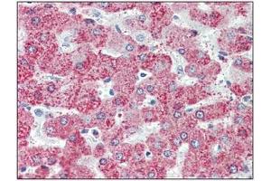 Immunohistochemistry: TAOK1 antibody staining of Formalin-Fixed, Paraffin-Embedded Human Liver. (TAO Kinase 1 (TAOK1) (C-Term) Antikörper)