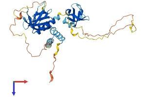 SKAP2 Protein (AA 1-358) (His tag)
