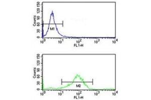 RAB7 antibody flow cytometry analysis of K562 cells (bottom histogram) compared to a negative control (top histogram). (RAB7A Antikörper  (AA 176-204))