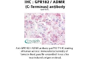 Image no. 1 for anti-G Protein-Coupled Receptor 182 (GPR182) (C-Term) antibody (ABIN1735012) (G Protein-Coupled Receptor 182 Antikörper  (C-Term))