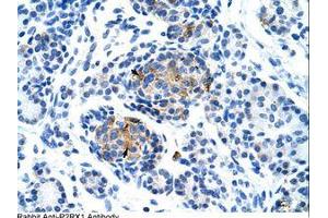 Image no. 1 for anti-Purinergic Receptor P2X, Ligand Gated Ion Channel 1 (P2RX1) (AA 252-301) antibody (ABIN203326)