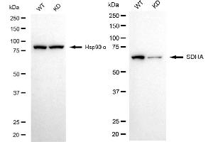 Western blotting analysis using SDHA antibody (ABIN7800452).