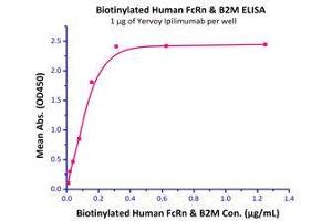 Immobilized Yervoy Ipilimumab (Human IgG1) at 10 μg/mL (100 μL/well) can bind Biotinylated Human FcRn / FCGRT & B2M (Cat# FCM-H8286 ) with a linear range of 0. (FcRn Protein (AA 24-297) (His tag,Strep Tag,Biotin))