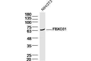 NIH/3T3 Cell lysates probed with FBXO31 Polyclonal Antibody, unconjugated (bs-6006R) at 1:300 overnight at 4°C followed by a conjugated secondary antibody for 60 minutes at 37°C. (FBXO31 Antikörper  (AA 151-250))