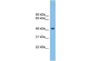WB Suggested Anti-GPR87 Antibody Titration: 0. (GPR87 Antikörper  (N-Term))