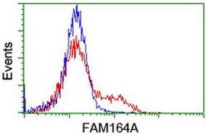Image no. 5 for anti-Family with Sequence Similarity 164, Member A (FAM164A) antibody (ABIN1498198) (FAM164A Antikörper)