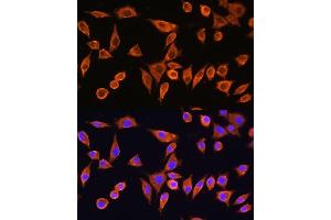 Immunofluorescence analysis of L929 cells using RPS28 Rabbit pAb (ABIN7270024) at dilution of 1:100. (RPS28 Antikörper)