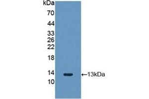 Detection of Recombinant FGF2, Rabbit using Polyclonal Antibody to Fibroblast Growth Factor 2, Basic (FGF2) (FGF2 Antikörper  (AA 26-153))