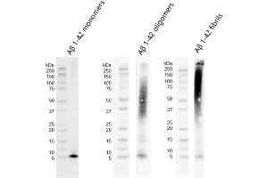Western blot of amyloid beta 1-42 monomers (ABIN7272125, ABIN7272126 and ABIN7272127, left), oligomers (ABIN7272125, ABIN7272126 and ABIN7272127, middle) and fibrils (ABIN7272125, ABIN7272126 and ABIN7272127, right) using anti-amyloid beta 6E10 antibody. (beta Amyloid Protein)