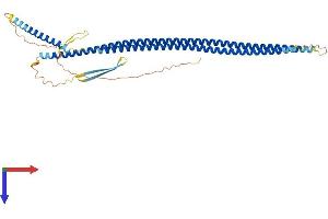 KRT20 Protein (AA 1-431) (His tag)
