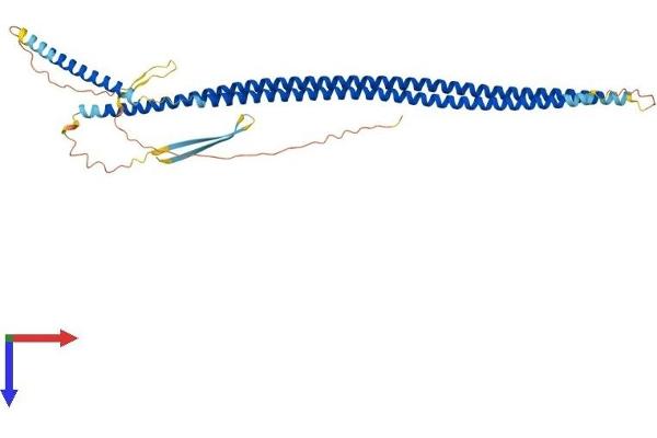 KRT20 Protein (AA 1-431) (His tag)