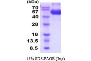 CNTF Receptor alpha Protein (AA 23-342) (His tag)