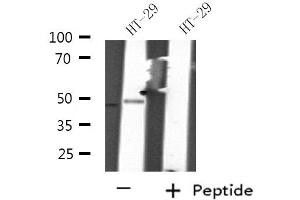 Western blot analysis of extracts from HT-29 cells, using RNUXA antibody. (PHAX Antikörper  (Internal Region))