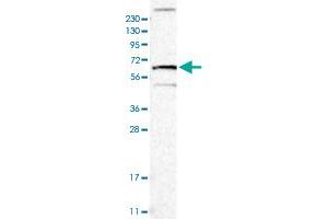 Western blot analysis of Human cell line RT-4 with TNFRSF11A polyclonal antibody  at 1:100-1:250 dilution. (TNFRSF11A Antikörper)