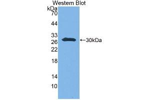 Western Blot; Sample: Recombinant protein. (UBE2S Antikörper  (AA 1-209))