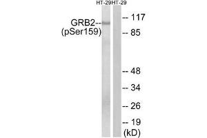 Western blot analysis of extracts from HT-29 cells treated with serum using GRB2 (Phospho-Ser159) Antibody. (GAB2 Antikörper  (pSer159))