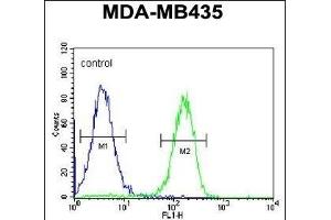 PYHIN1 Antibody (N-term) (ABIN651569 and ABIN2840306) flow cytometric analysis of MDA-M cells (right histogram) compared to a negative control cell (left histogram). (PYHIN1 Antikörper  (N-Term))