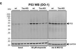 Role of P53 and MDM2 modifications for P53 function and stability.