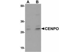 Image no. 1 for anti-Centromere Protein O (CENPO) (Internal Region) antibody (ABIN478176) (CENPO Antikörper  (Internal Region))