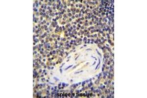ACAP1 Antibody (N-term) immunohistochemistry analysis in formalin fixed and paraffin embedded human spleen tissue followed by peroxidase conjugation of the secondary antibody and DAB staining. (ACAP1 Antikörper  (N-Term))