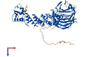 KLHL21 Protein (AA 1-597) (His tag)