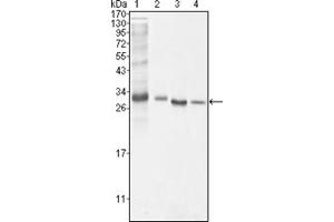 Western Blotting (WB) image for anti-B-Cell CLL/lymphoma 10 (BCL10) antibody (ABIN1105500) (BCL10 Antikörper)