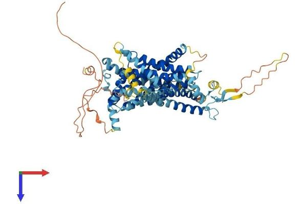 SLC34A3 Protein (AA 1-599) (His tag)