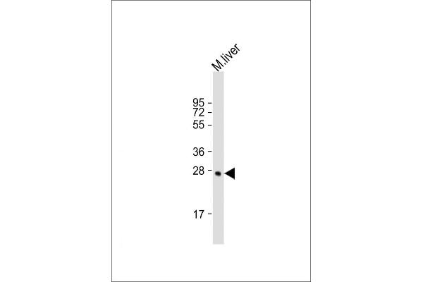 SIRT3 Antikörper  (C-Term)