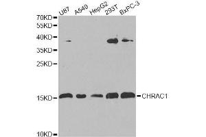 Western blot analysis of extracts of various cell lines, using CHRAC1 antibody. (CHRAC1 Antikörper  (AA 1-131))