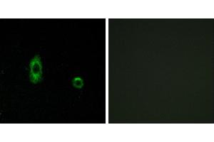 Peptide - +Western blot analysis of extracts from A549 cells, using CXG2 antibody. (GJC2 Antikörper  (Internal Region))