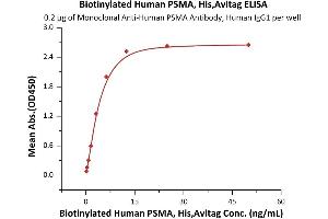 Immobilized Monoclonal A PSMA Antibody, Human IgG1 at 2 μg/mL (100 μL/well) can bind Biotinylated Human PSMA, His,Avitag (ABIN6731327,ABIN6809853) with a linear range of 0.