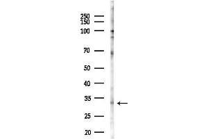 Western blot analysis of lysates from PC12 cells(starvation 24h treatment), using CEACAM21 Antibody at 1/1000 dilution.