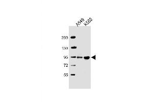 Western Blot at 1:2000 dilution Lane 1: A549 whole cell lysate Lane 2: K562 whole cell lysate Lysates/proteins at 20 ug per lane. (ARHGAP27 Antikörper  (AA 198-226))