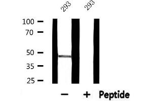 RPL3 Antikörper  (C-Term)