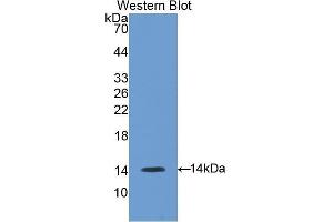 Western Blotting (WB) image for anti-Gonadotropin-Releasing Hormone 1 (Luteinizing-Releasing Hormone) (GNRH1) (AA 22-90) antibody (ABIN3207697) (GNRH1 Antikörper  (AA 22-90))