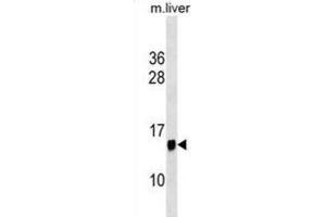 Western Blotting (WB) image for anti-Protein Phosphatase 1, Regulatory (Inhibitor) Subunit 1C (PPP1R1C) antibody (ABIN3000434) (PPP1R1C Antikörper)