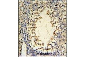 I Antibody (C-term) (ABIN653856 and ABIN2843116) IHC analysis in formalin fixed and paraffin embedded mouse testis tissue followed by peroxidase conjugation of the secondary antibody and DAB staining.
