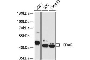 Western blot analysis of extracts of various cell lines, using EDAR antibody  at 1:1000 dilution. (EDAR Antikörper  (AA 27-187))