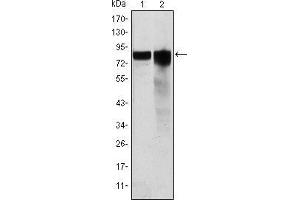 Western blot analysis using GYS1 mouse mAb against Hela (1) and HEK293 (2) cell lysate.
