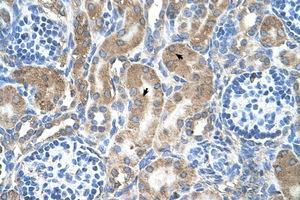 Image no. 2 for anti-Low Density Lipoprotein Receptor-Related Protein Associated Protein 1 (LRPAP1) (AA 258-307) antibody (ABIN205076)