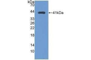 Detection of Recombinant TFR2, Human using Monoclonal Antibody to Transferrin Receptor 2 (TFR2) (Transferrin Receptor 2 Antikörper  (AA 4-87))