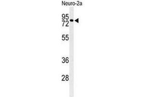 CIRH1A Antikörper  (N-Term)