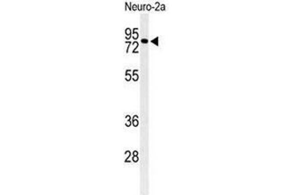 CIRH1A Antikörper  (N-Term)