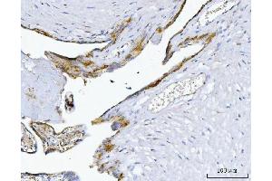 IHC analysis of MIM/MTSS1 using anti-MIM/MTSS1 antibody (ABIN7600276).