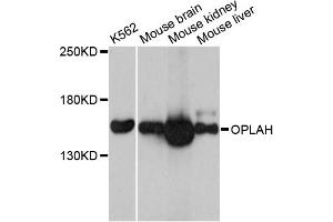 Western blot analysis of extracts of various cell lines, using OPLAH antibody (ABIN6291721) at 1:3000 dilution. (OPLAH Antikörper)
