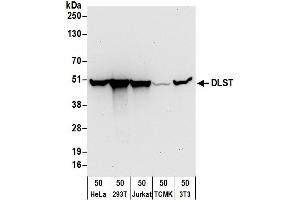 Western Blotting (WB) image for anti-Dihydrolipoamide S-Succinyltransferase (E2 Component of 2-Oxo-Glutarate Complex) (DLST) (AA 50-100) antibody (ABIN7455019) (DLST Antikörper  (AA 50-100))