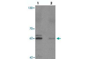 Western blot analysis of KCNK13 in rat brain tissue with KCNK13 polyclonal antibody  at 0. (KCNK13 Antikörper  (Internal Region))