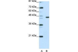 WB Suggested Anti-EGR4 Antibody Titration:  0. (EGR4 Antikörper  (C-Term))